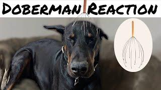 Doberman's Reaction To Getting A Head Massage