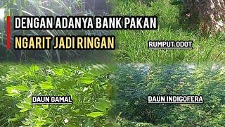 Manfaat bank pakan hijauan, untuk pakan ternak kambing dan sapi