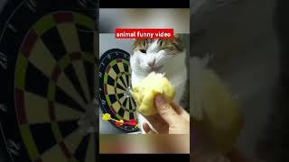 the best funny video