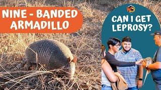 Unveiling the Secrets of Nine-Banded Armadillos