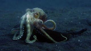 Octopus armour - Life Story: Episode 2 Preview - BBC