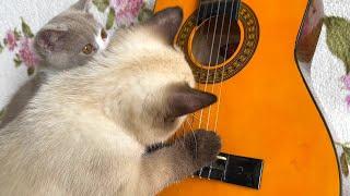 Cat playing guitar | live Sound