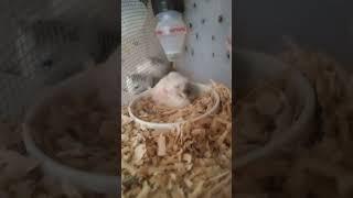 dancing Hamster #viral #hamster #trending #fyp