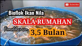 BUDIDAYA IKAN NILA MERAH USIA 3.5 BULAN