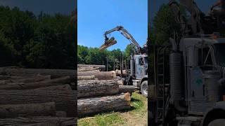 KENWORTH Tri Axle Rig LOADING LAST LOGS for the day!