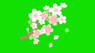 Beautiful Rose Copyright free || spring season background video effects || Rose | No copyright video