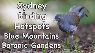 Sydney Birding Hotspots - #17 Blue Mountains Botanic Gardens