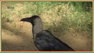 Importance of crow on shardh or pitru paksha|| श्राद्ध पक्ष में कौवों का टोटा - Sarokar