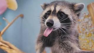  Owning a Raccoon:: A comprehensive Guide 