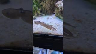 I Saved a Baby Octopus  #octopus #fish #aquarium #ytshorts #pets #animal #aquarium