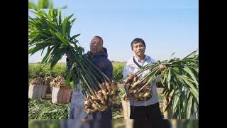 Boosting Ginger Yield: How Farmers are Using Amino Acid Powder Organic Fertilizers - Supplier HUMICO