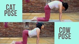 Pregnancy Fitness: Cat Cow Pose for back - Prenatal Yoga:
