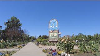 Irises at Will Rogers Gardens