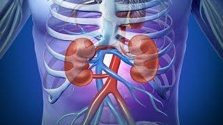 Qu'est-ce que la créatinine ? Quelles sont les normes ?