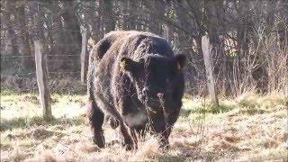 Riesiger, schwarzer Bulle -  Big Galloway bull