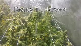 Badazz OG Cheese Harvesting