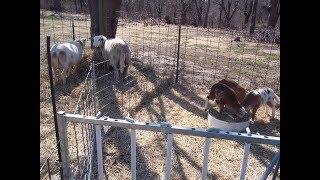 The Benefits of Creep Feed