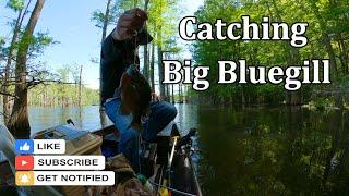 Bream Fishing - Catching big bluegill at Lake Grampus