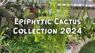 Epiphytic Cacti- Rhipsalis etc