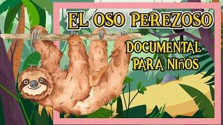 EL OSO PEREZOSO   | Videos educativos para niños | Los animales | Documentales para niños