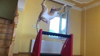 Goalkeeper Cat ready for the new season!! Impossible saves in Slow Motion!!