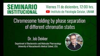 Chromosome folding by phase separation of different chromatin states