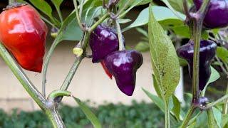 Purple UFO Pepper Plant Overview