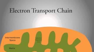 Electron Transport Chain