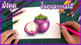 วิธีวาดมังคุด วิธีลงสีมังคุด สีไม้ วาดผลไม้