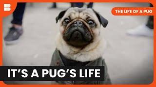 The Life of a Pug - Pugly - S01 EP0 - Documentary