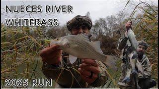 NUECES River WHITEBASS RUN - 2025 (George West, Texas)