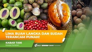 Kenali Lima Jenis Buah Langka yang Sudah Terancam Punah