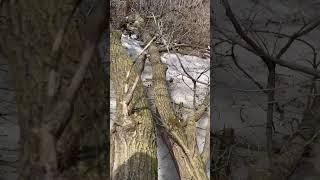 I didn’t tear my pants! #hiking #minnesota #stpaul #winter #battlecreekregionalpark