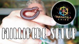 North American Giant Millipede Set Up // Tarantula Cribs