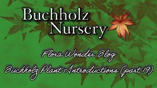 Flora Wonder | Buchholz Plant Introductions (Part 19)