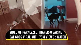 Paralyzed, diaper-wearing cat is an online sensation with 73M viral views | Viral Video