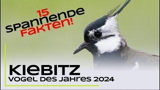 Der Kiebitz - 15 spannende Fakten - Vogel des Jahres 2024