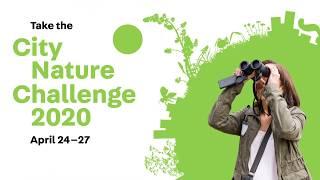 City Nature Challenge 2020