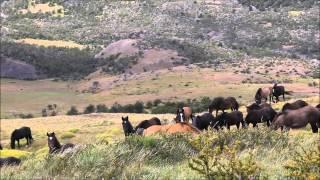 Tracking Wild Horses in Patagonia