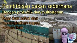 Cara pembibisan pakan ikan secara sederhana (ikan nila bioflok cepat besar)