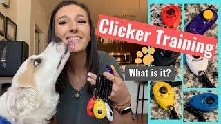 How to Clicker Train Your Dog - An Intro to Positive Reinforcement Based Training