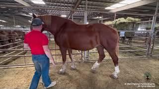 Save the Belgian Draft horses! Whats happening at Bowie Texas Livestock & what we are doing to help.