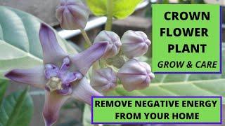 Crown flower plant/shwetark plant/aak/aakh plant/madar plant/ aakondo plant/calotropis gigantea