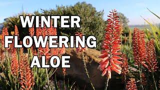 Mighty Coral™ Aloe - Giving colour to winter landscapes