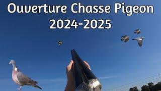 Ouverture chasse pigeon 2024-2025