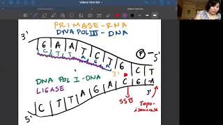 DNA duplication