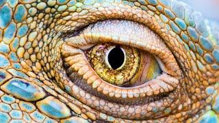 ►Misterios de la Evolución | Los Ojos | Documentales Interesantes- Documental de animales HD