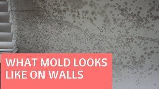 What Does Mold Look Like on Walls