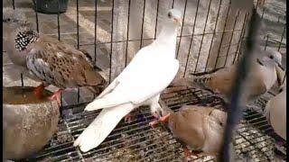 Ringneck Dove-Pigeon Hybrid female(Merpater Betina) Courting Sound