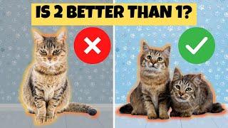 Why You Should Adopt 2 Cats Instead of 1